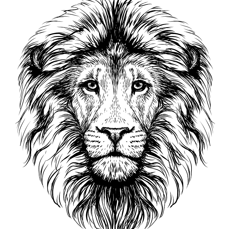 Lions 5 Löwe